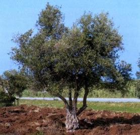 Chorvatský poloostrov Pelješac s olivovníkem