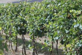 Chorvatský poloostrov Pelješac s vinicí